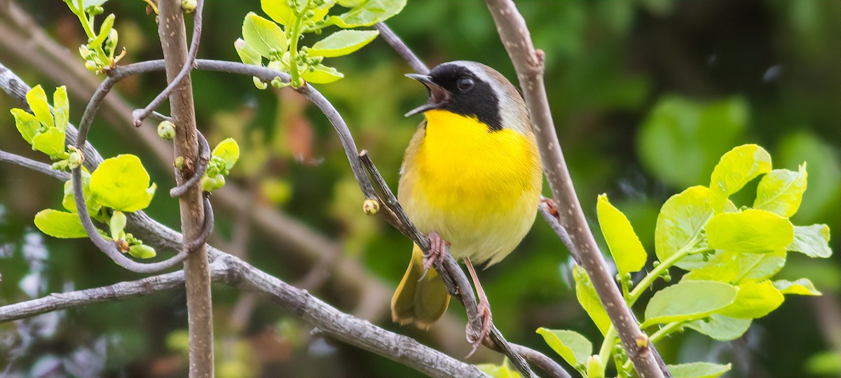 Common Yellowthroat - Alex Shipherd