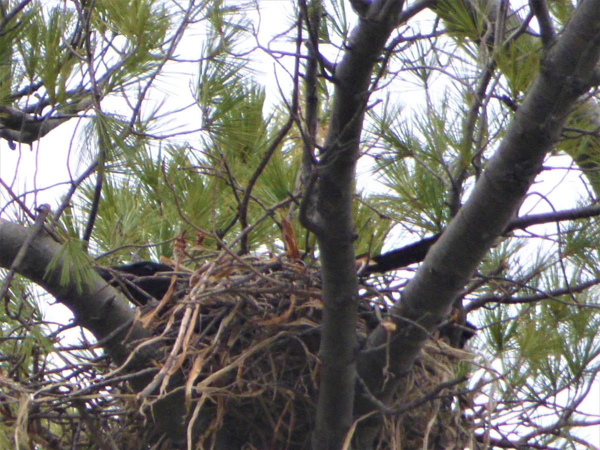 American Crow - Patrice Blouin