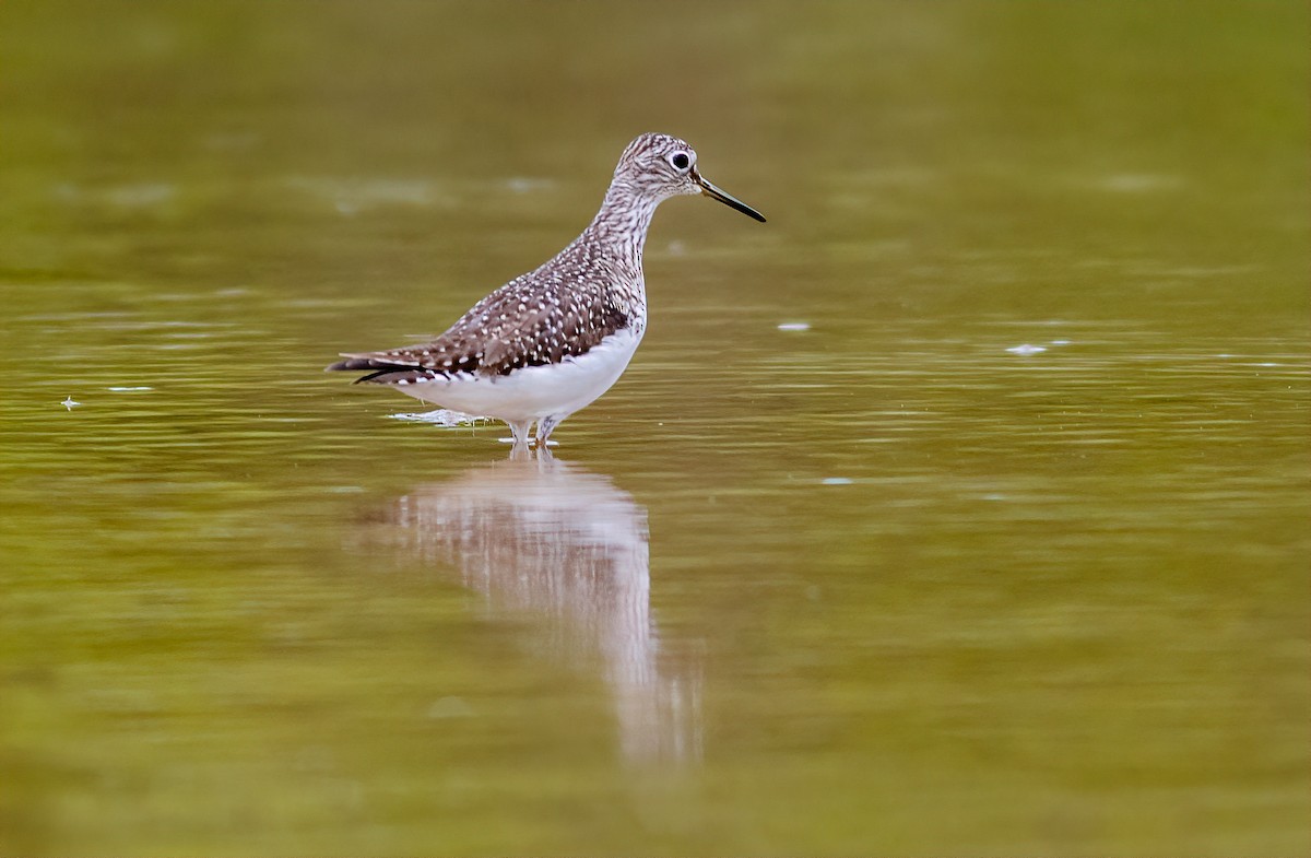 Solitary Sandpiper - ML228944241