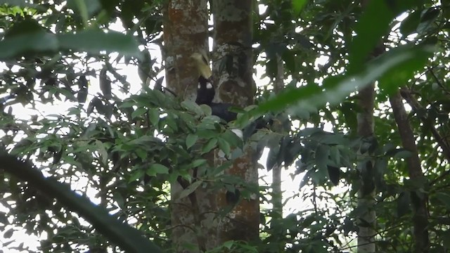 Oriental Pied-Hornbill - ML228945521