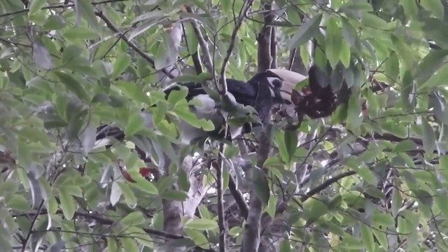 Oriental Pied-Hornbill - ML228945561