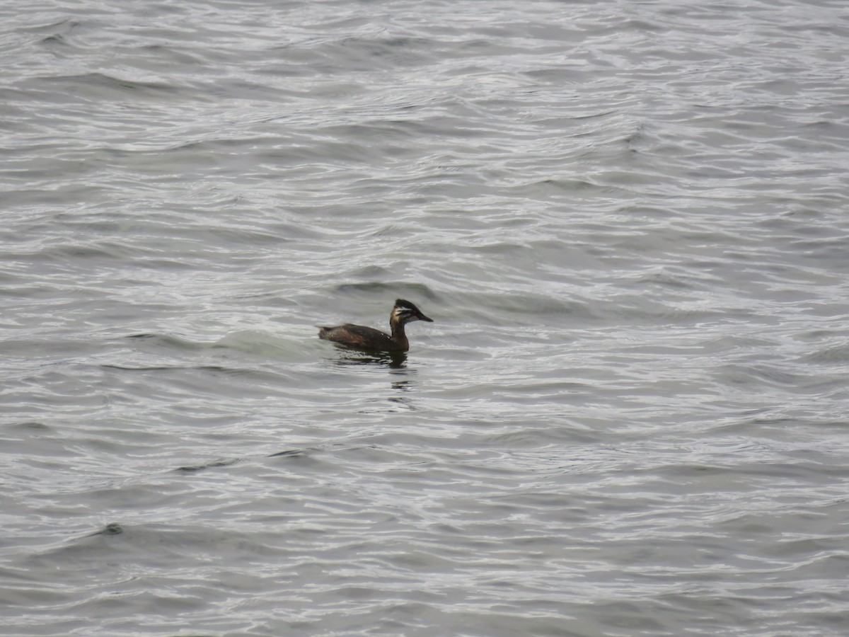 White-tufted Grebe - ML228945611