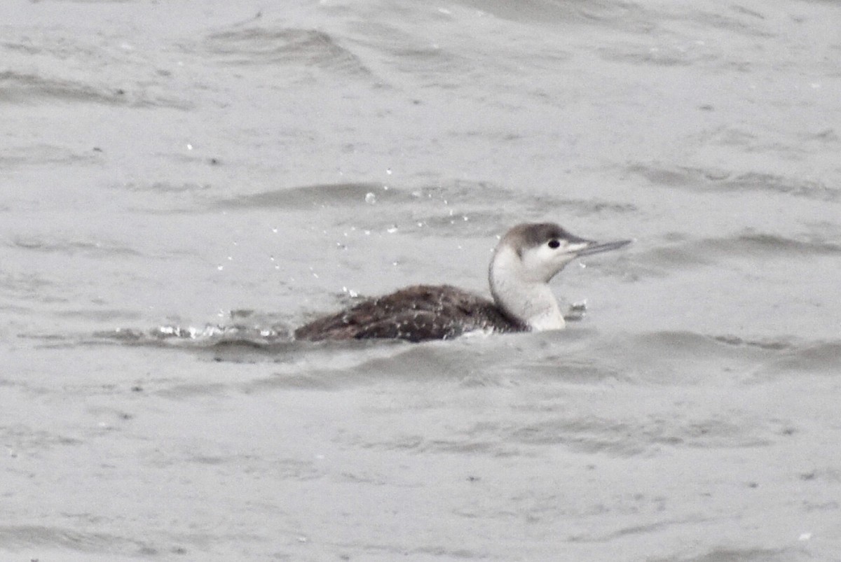 Red-throated Loon - ML228946031