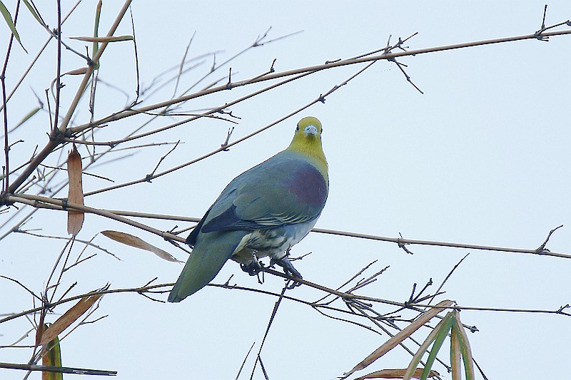 White-bellied Green-Pigeon - ML22894611