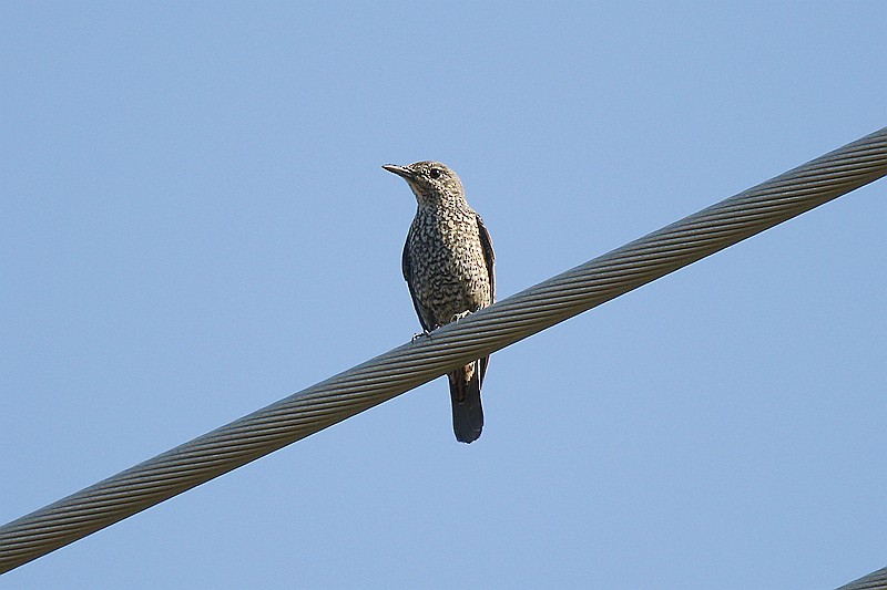 Blue Rock-Thrush - ML22894741