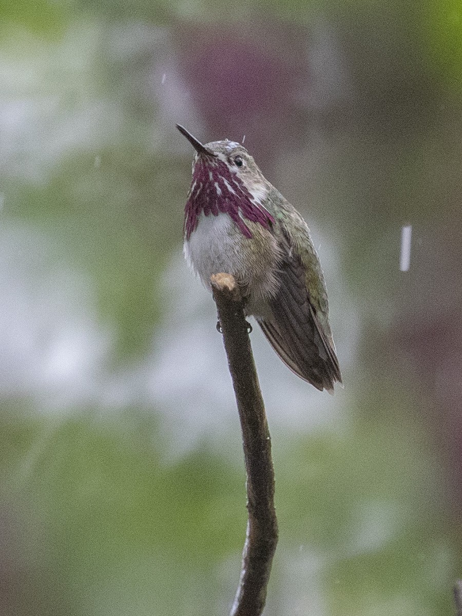 Colibrí Calíope - ML228947791