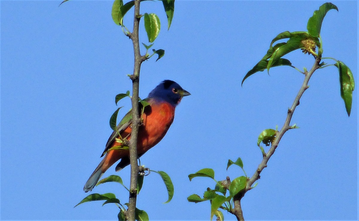 Painted Bunting - ML228948441