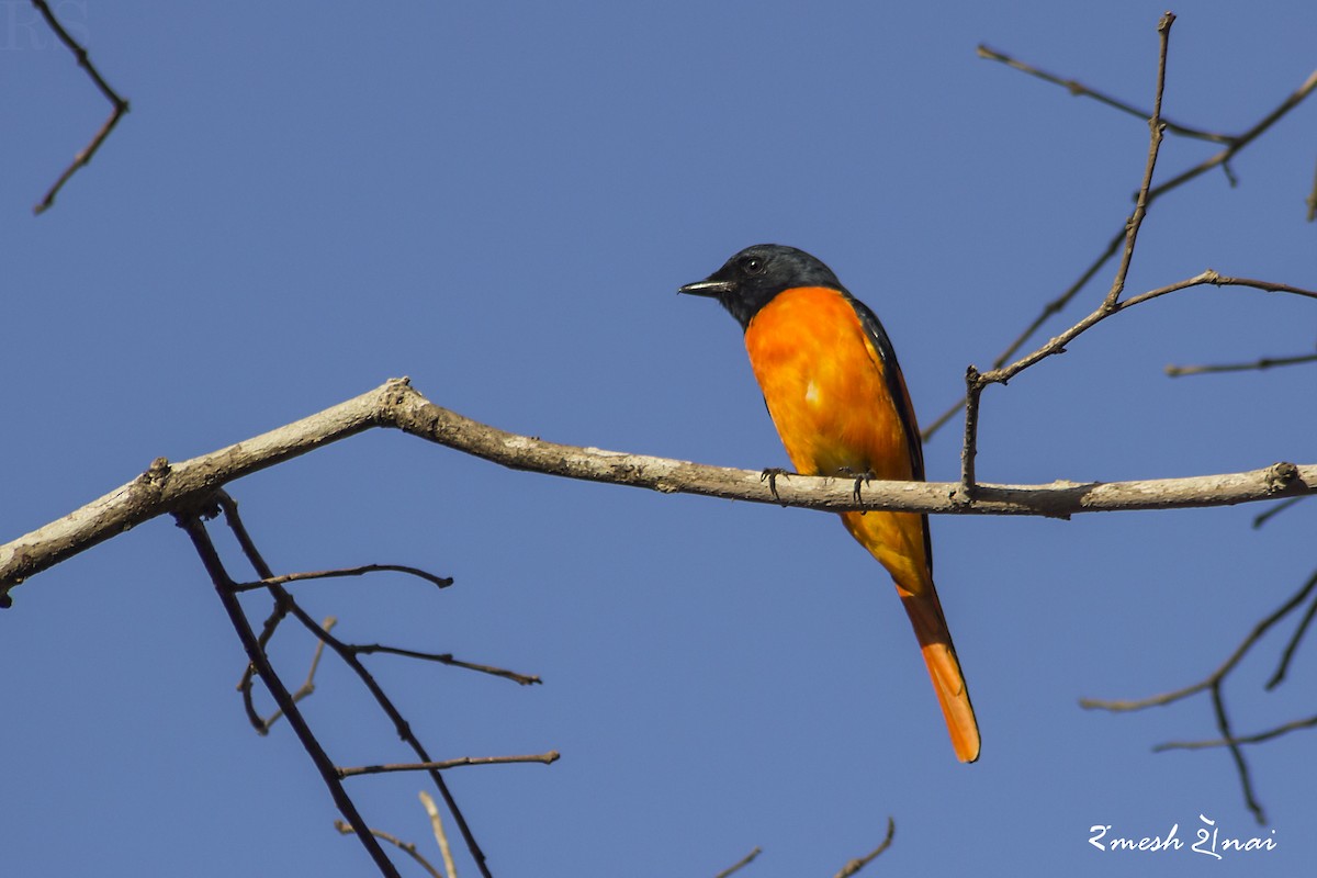 ml228948681-orange-minivet-macaulay-library