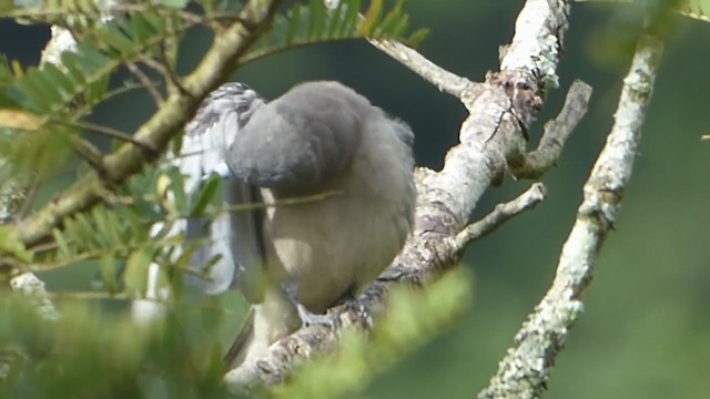 Ashy Woodswallow - ML228949441