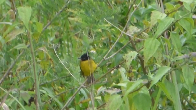 Bulbul à huppe noire - ML228950191