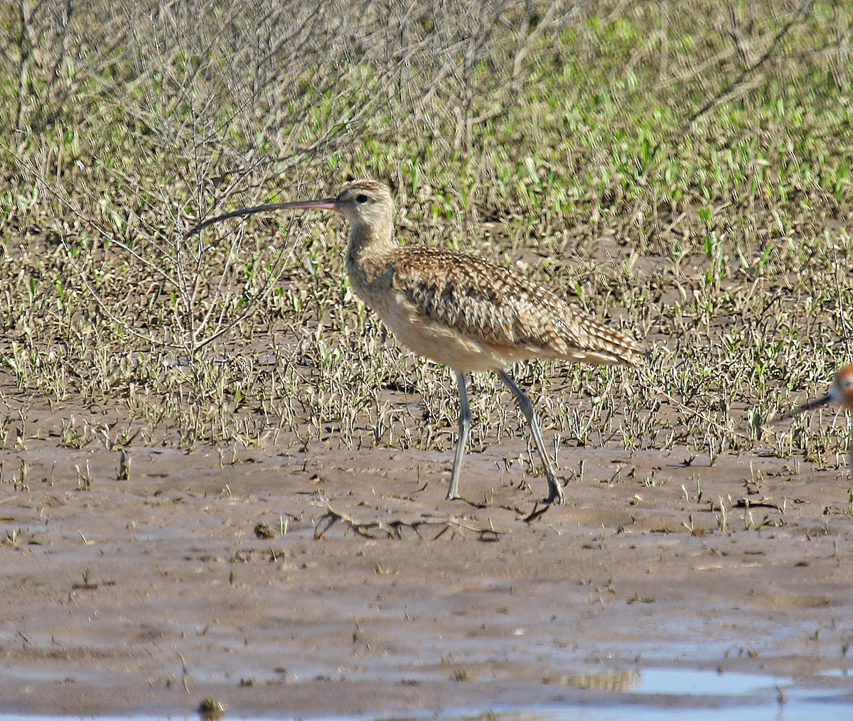 Long-billed Curlew - ML228950831