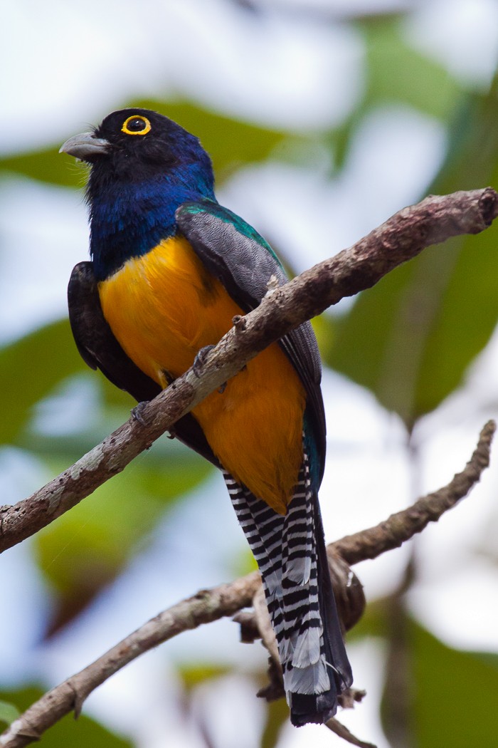 White-tailed Trogon - John Keator