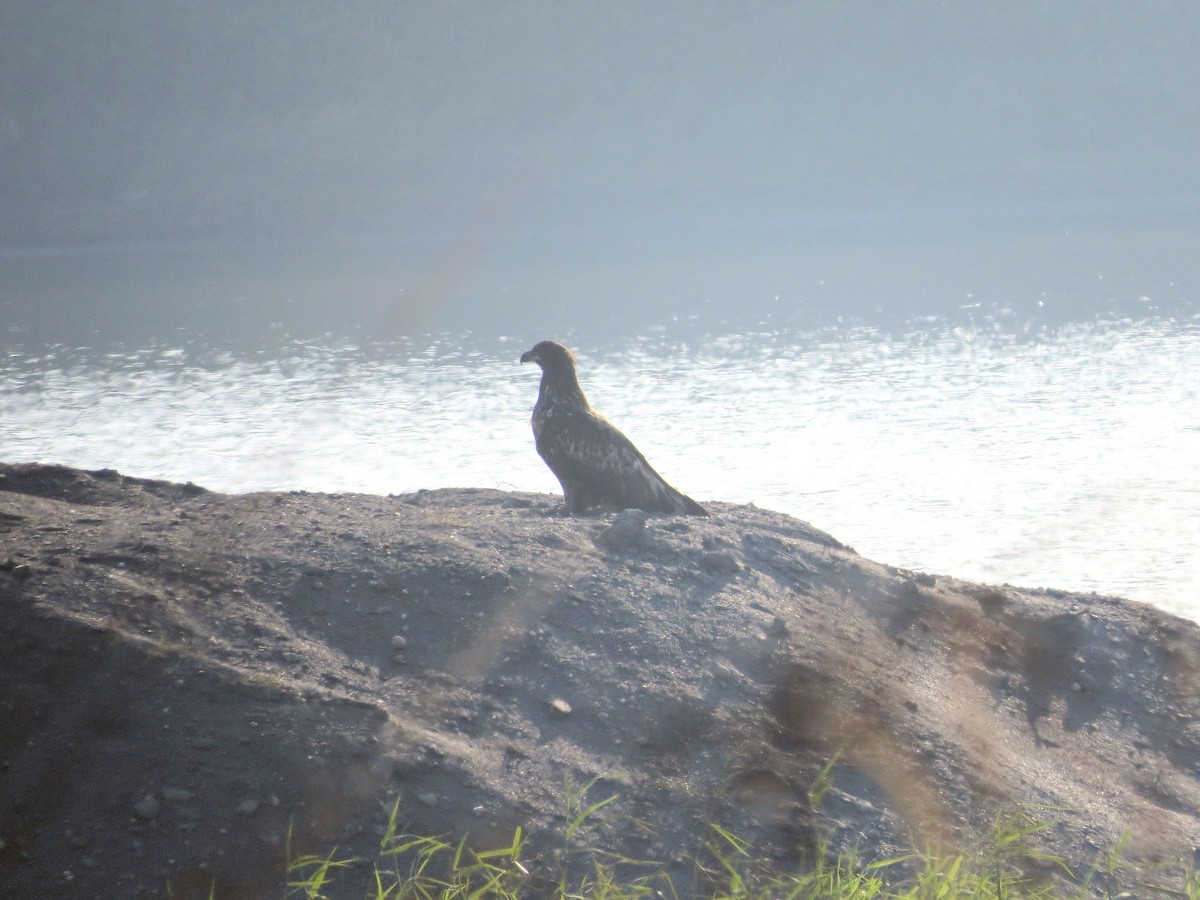 White-tailed Eagle - ML22895341