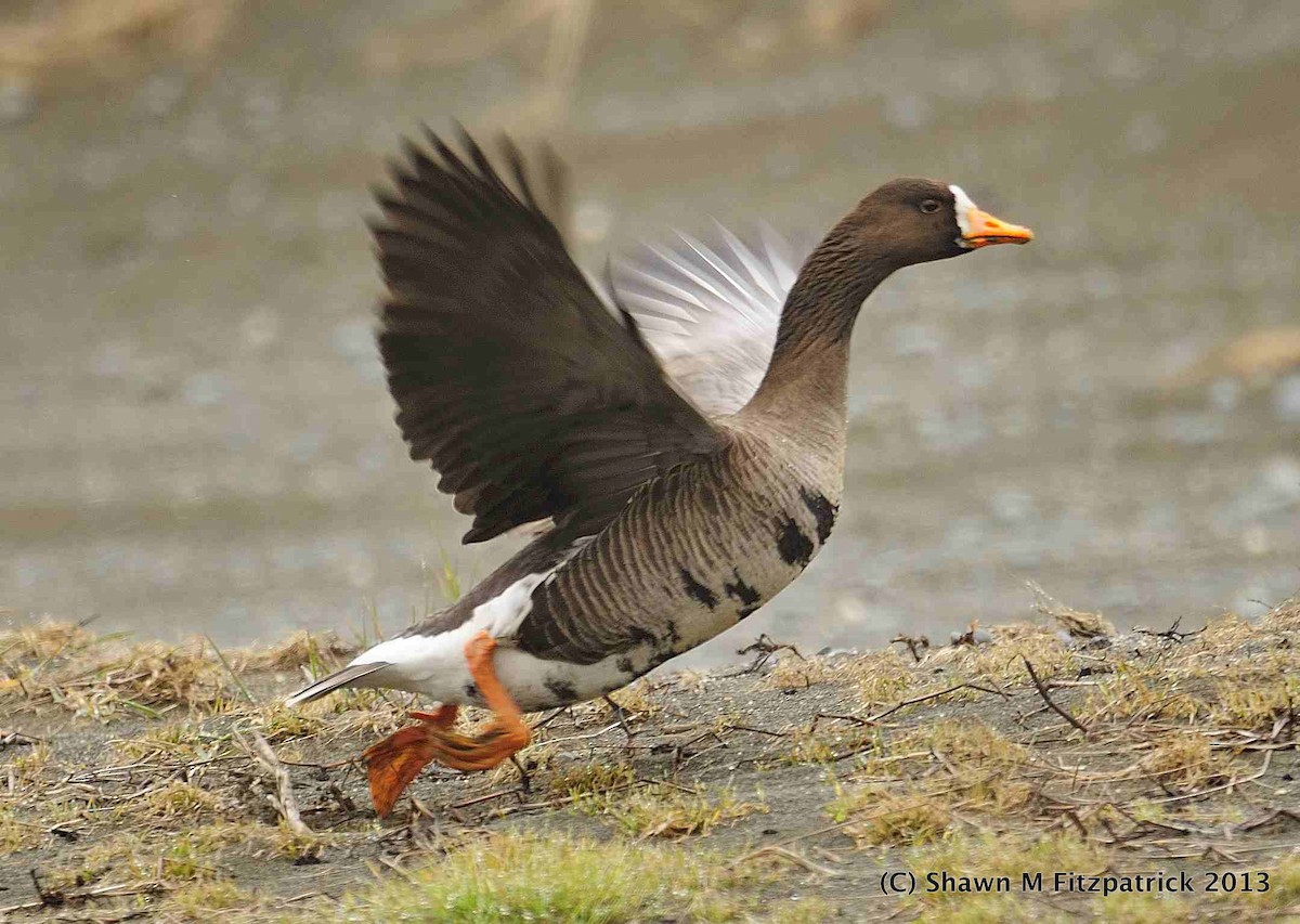 Greater White-fronted Goose (Greenland) - ML228953721