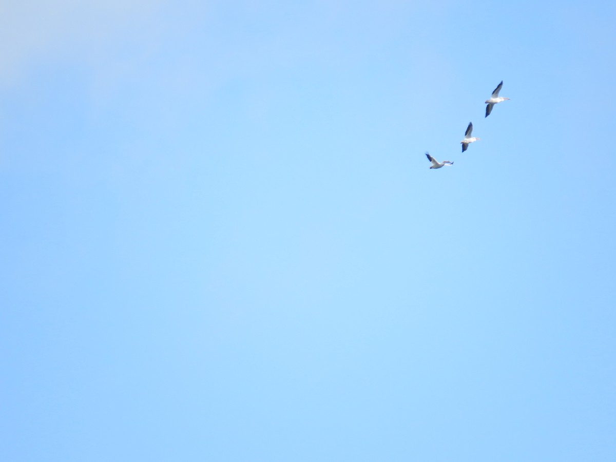 American White Pelican - ML228954661