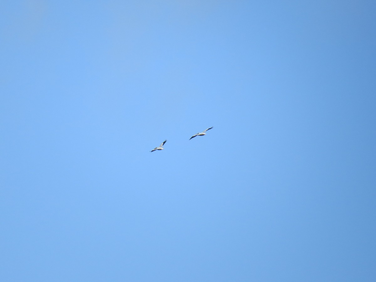 American White Pelican - ML228954671