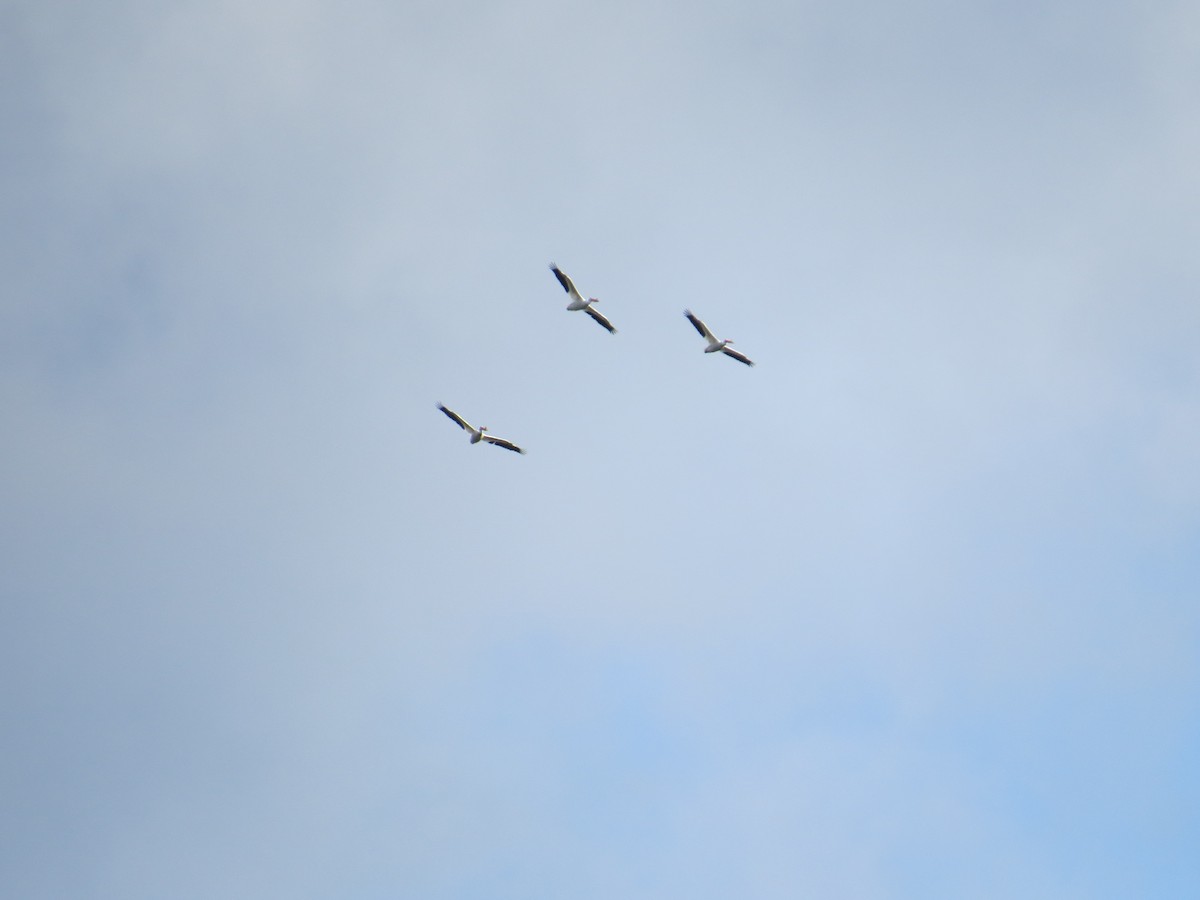 American White Pelican - ML228954721