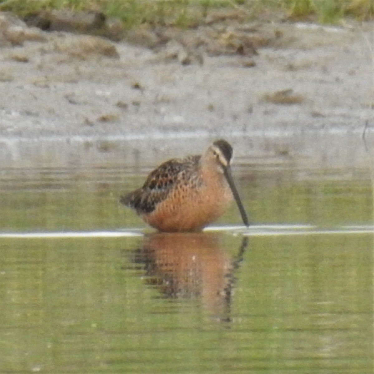 Long-billed Dowitcher - Chipper Phillips