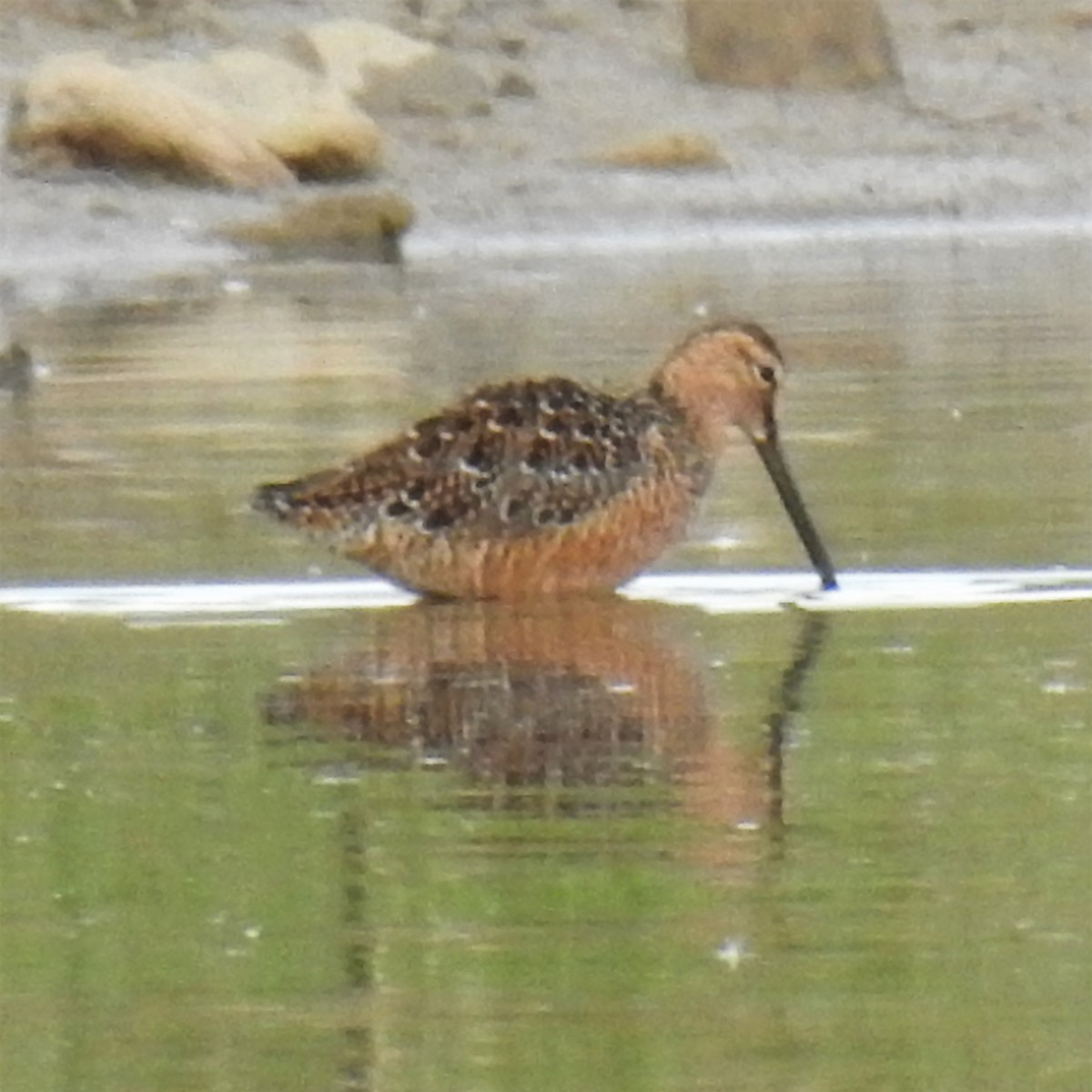 Long-billed Dowitcher - Chipper Phillips