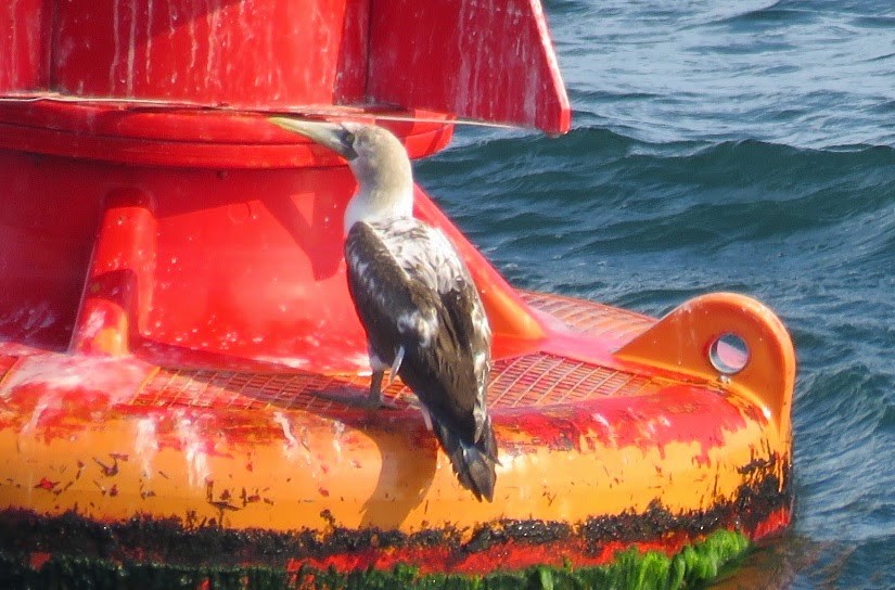 Masked Booby - Russ Namitz