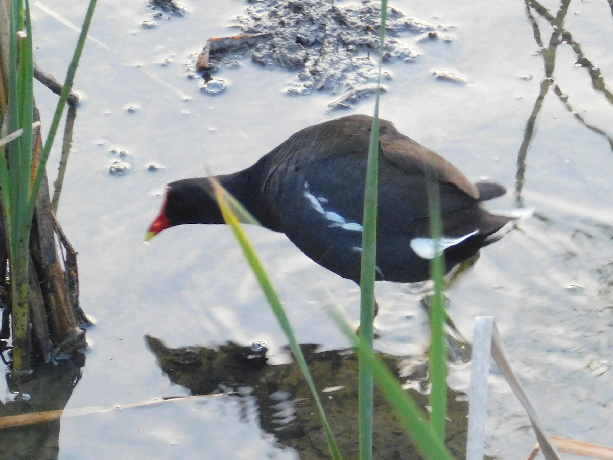 Common Gallinule - ML228956001