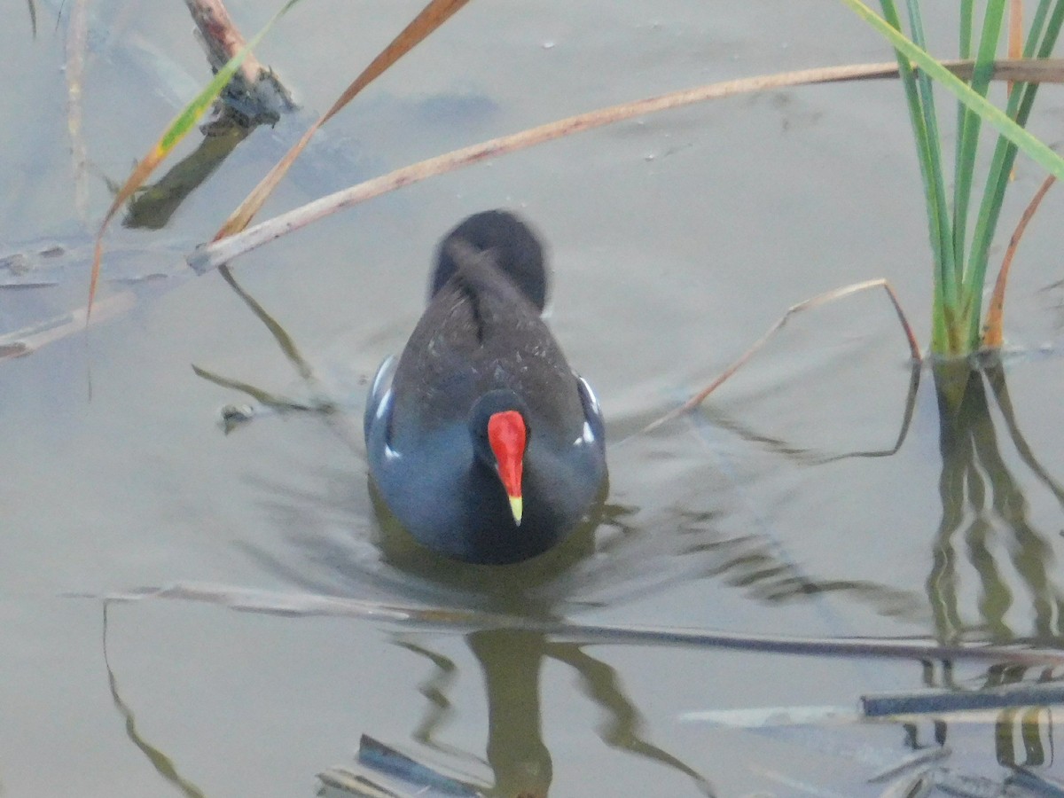 Common Gallinule - ML228956021