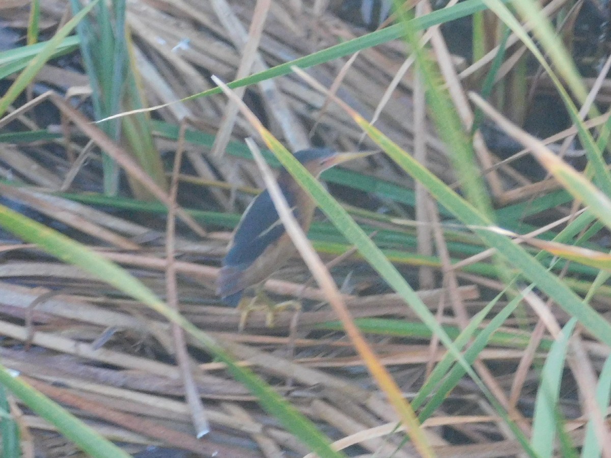 Least Bittern - ML228956701