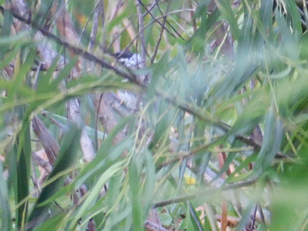 Blackpoll Warbler - ML228957321