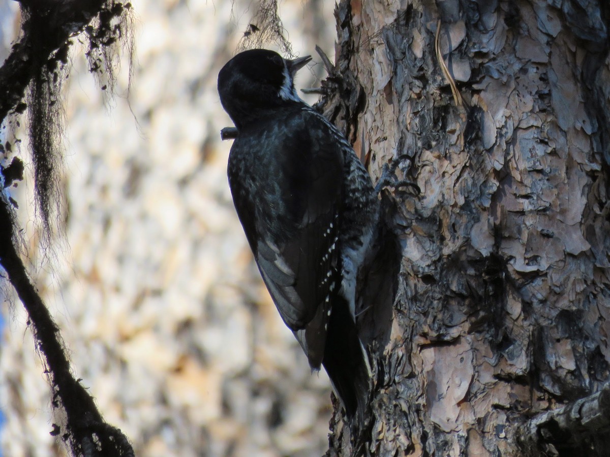 Black-backed Woodpecker - ML228958071