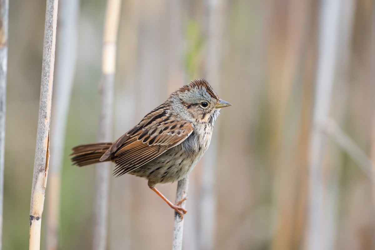 Lincoln's Sparrow - ML228958351