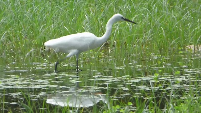 Little Egret - ML228958711