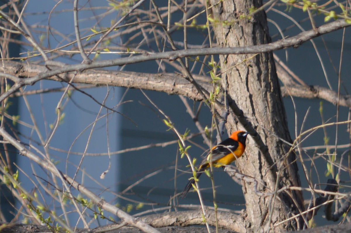 Hooded Oriole - ML228958731