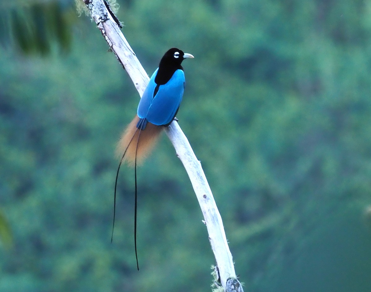 Blue Bird-of-Paradise - ML228959531