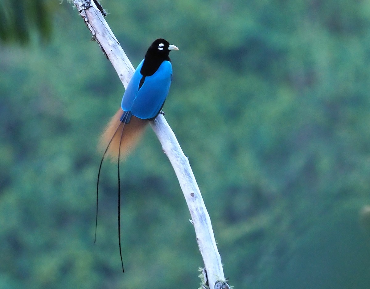 Blue Bird-of-Paradise - ML228959601