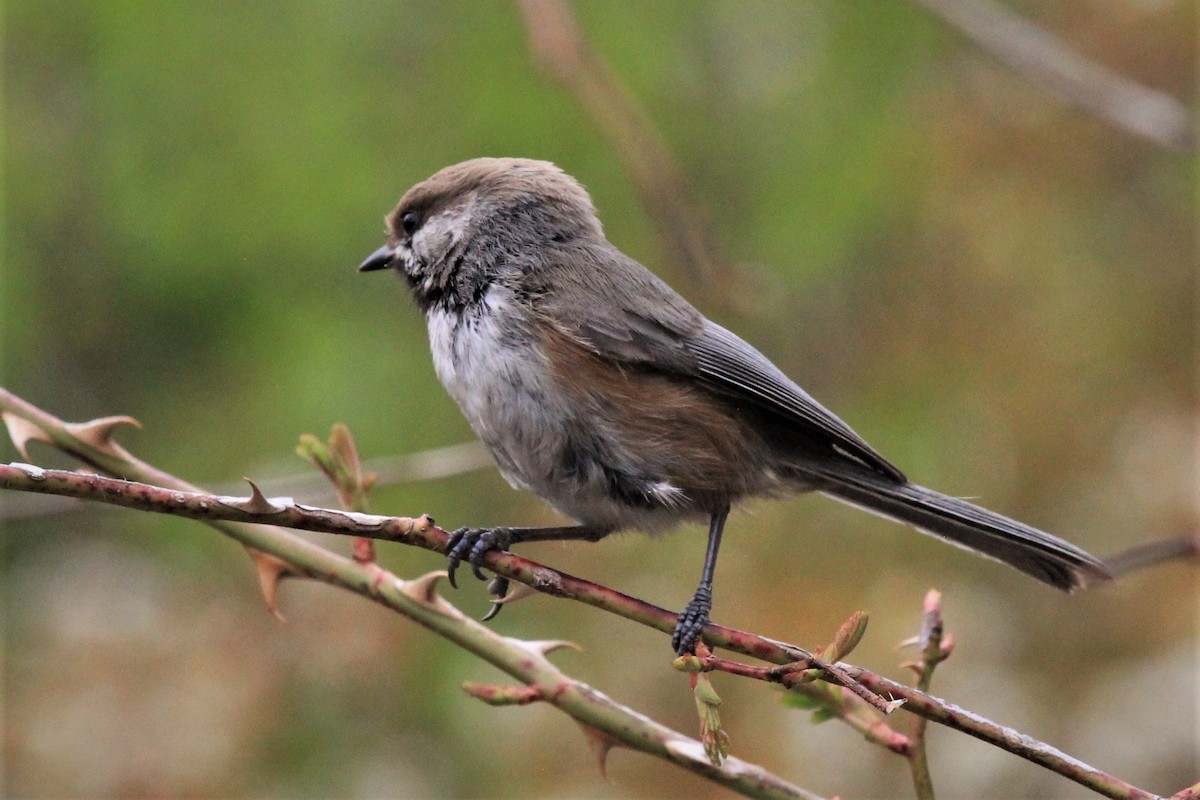 Boreal Chickadee - ML228960451