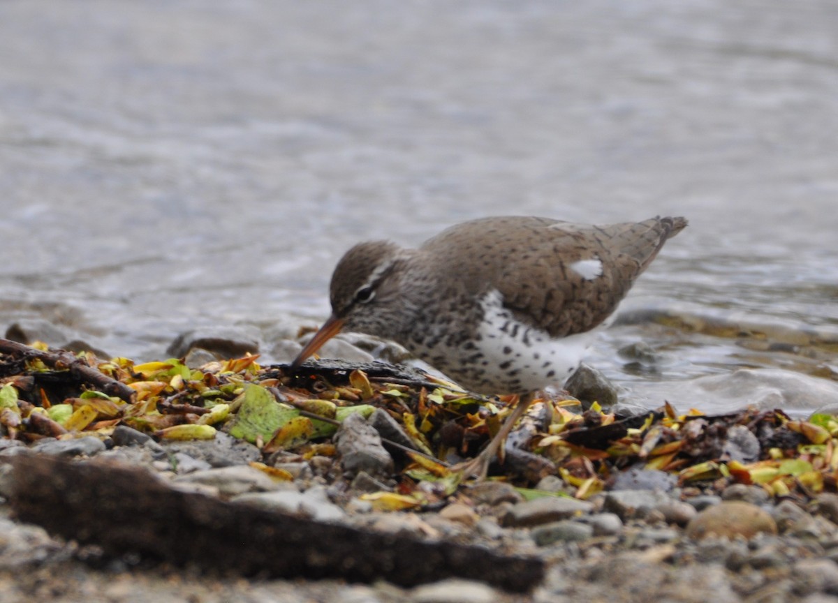 Spotted Sandpiper - ML228960981