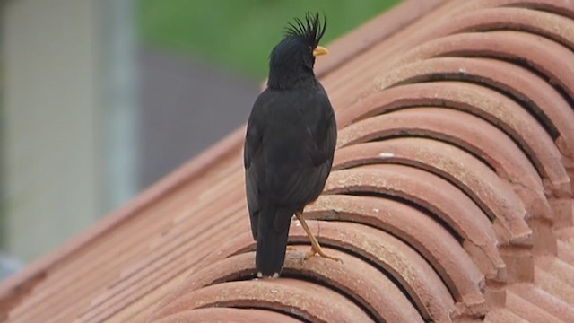 Great Myna - ML228961021