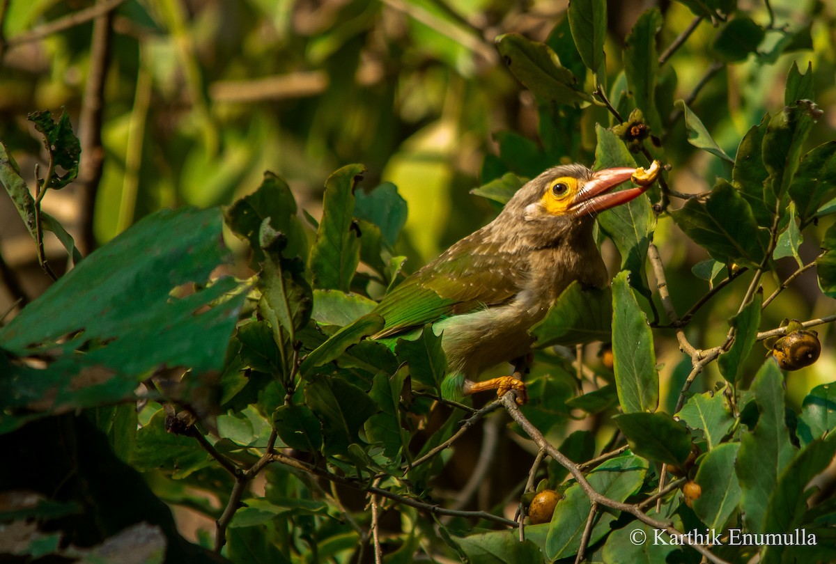 Braunkopf-Bartvogel - ML22896331