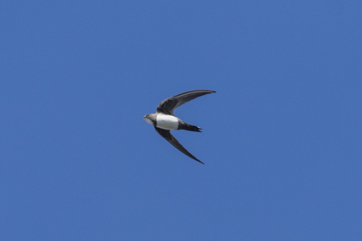 Alpine Swift - ML228963561