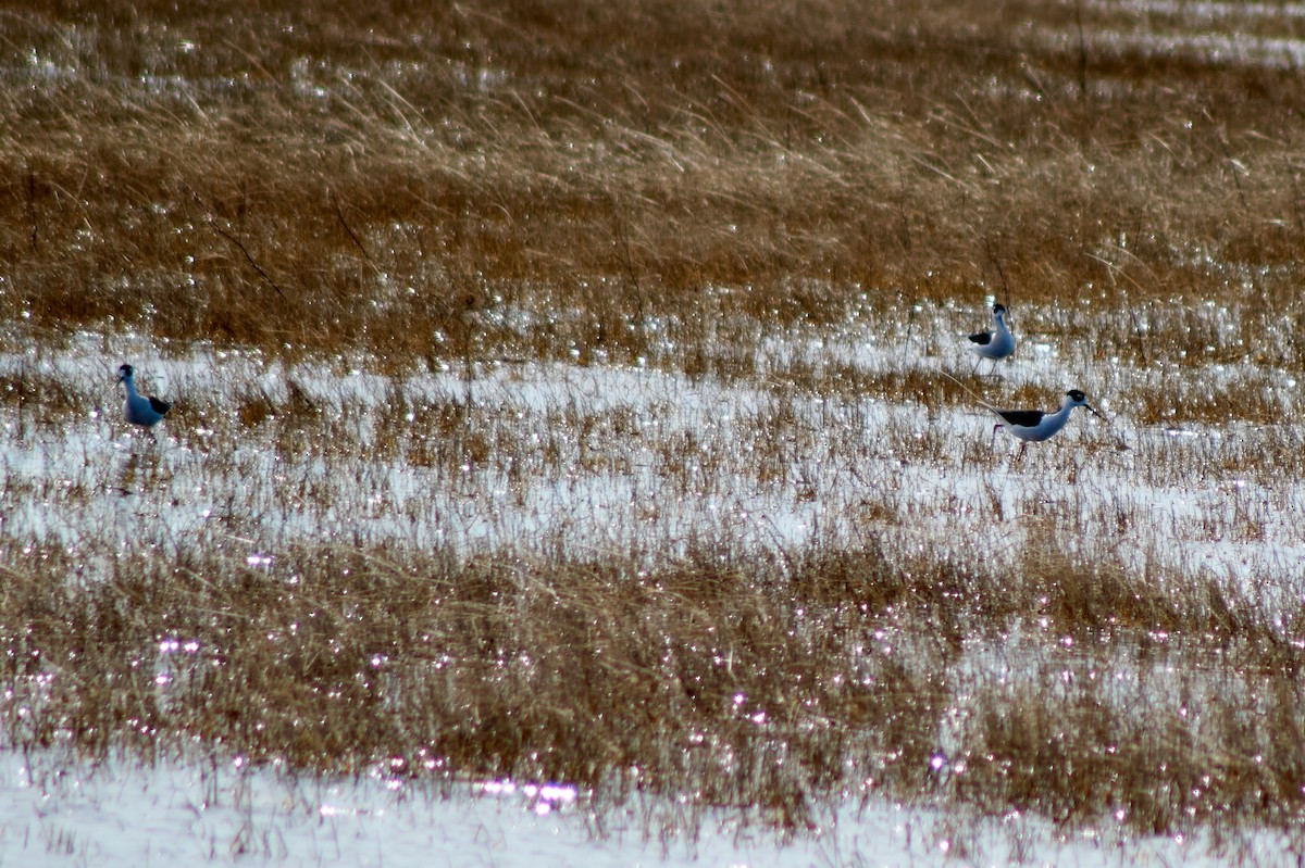 Black-necked Stilt - ML228964851
