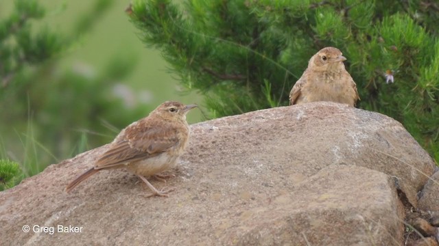 Eastern Long-billed Lark - ML228966571