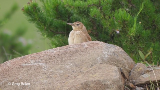 Eastern Long-billed Lark - ML228966591