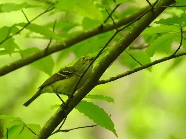 White-eyed Vireo - ML228967031