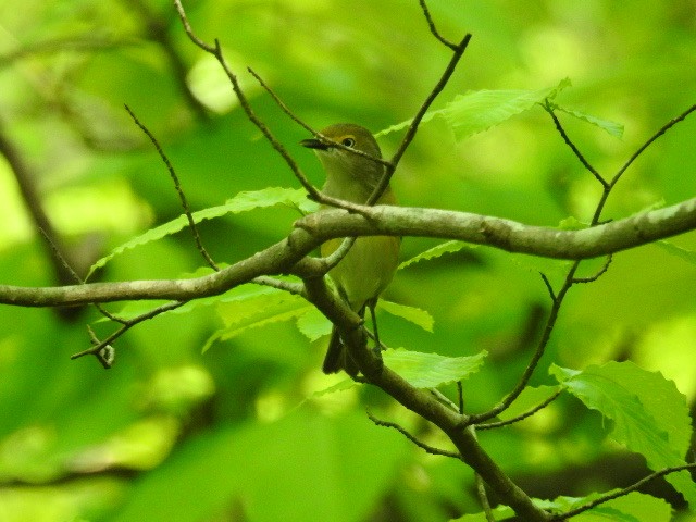 White-eyed Vireo - ML228967041