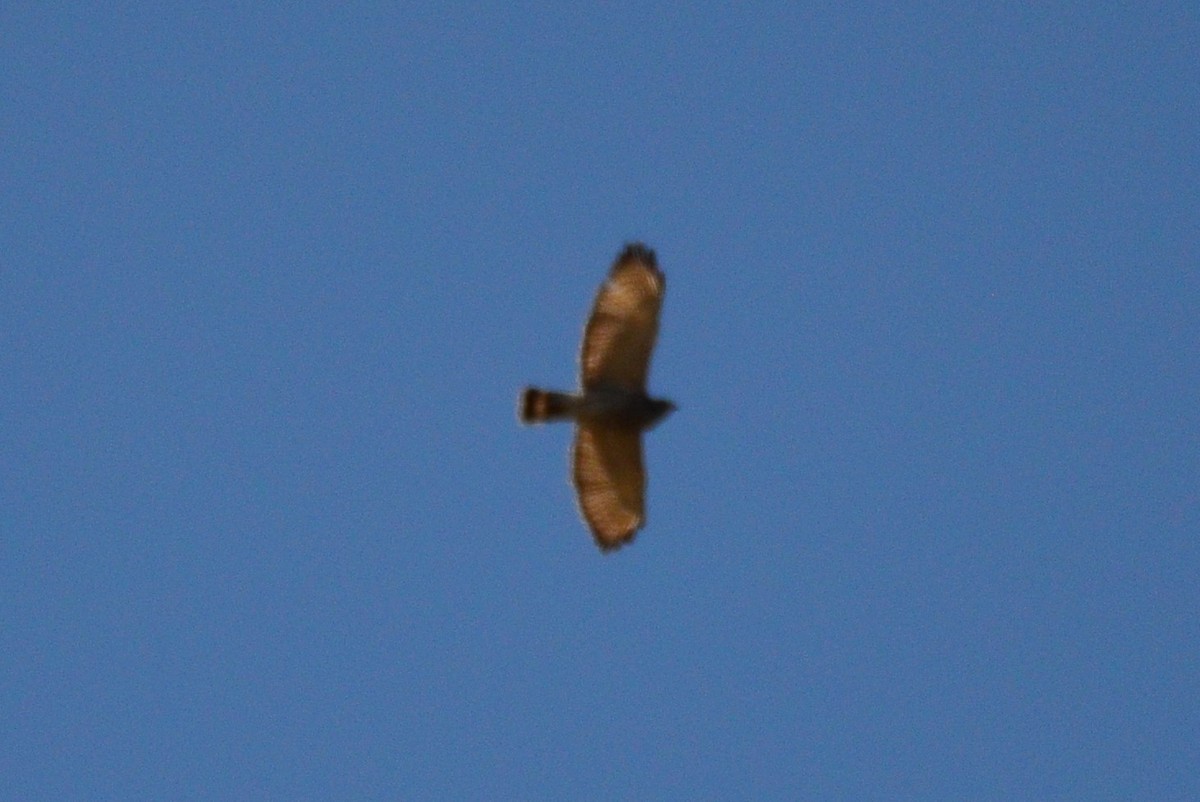 Broad-winged Hawk - ML228968751