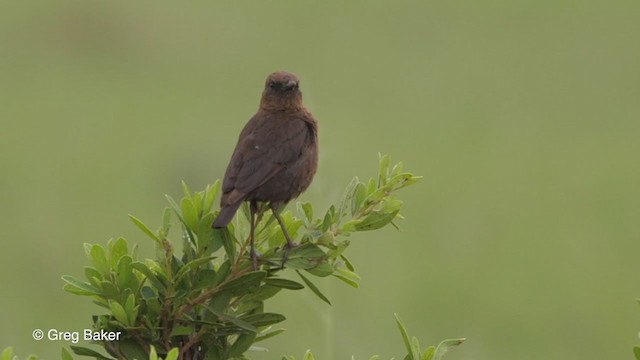 Southern Anteater-Chat - ML228969851