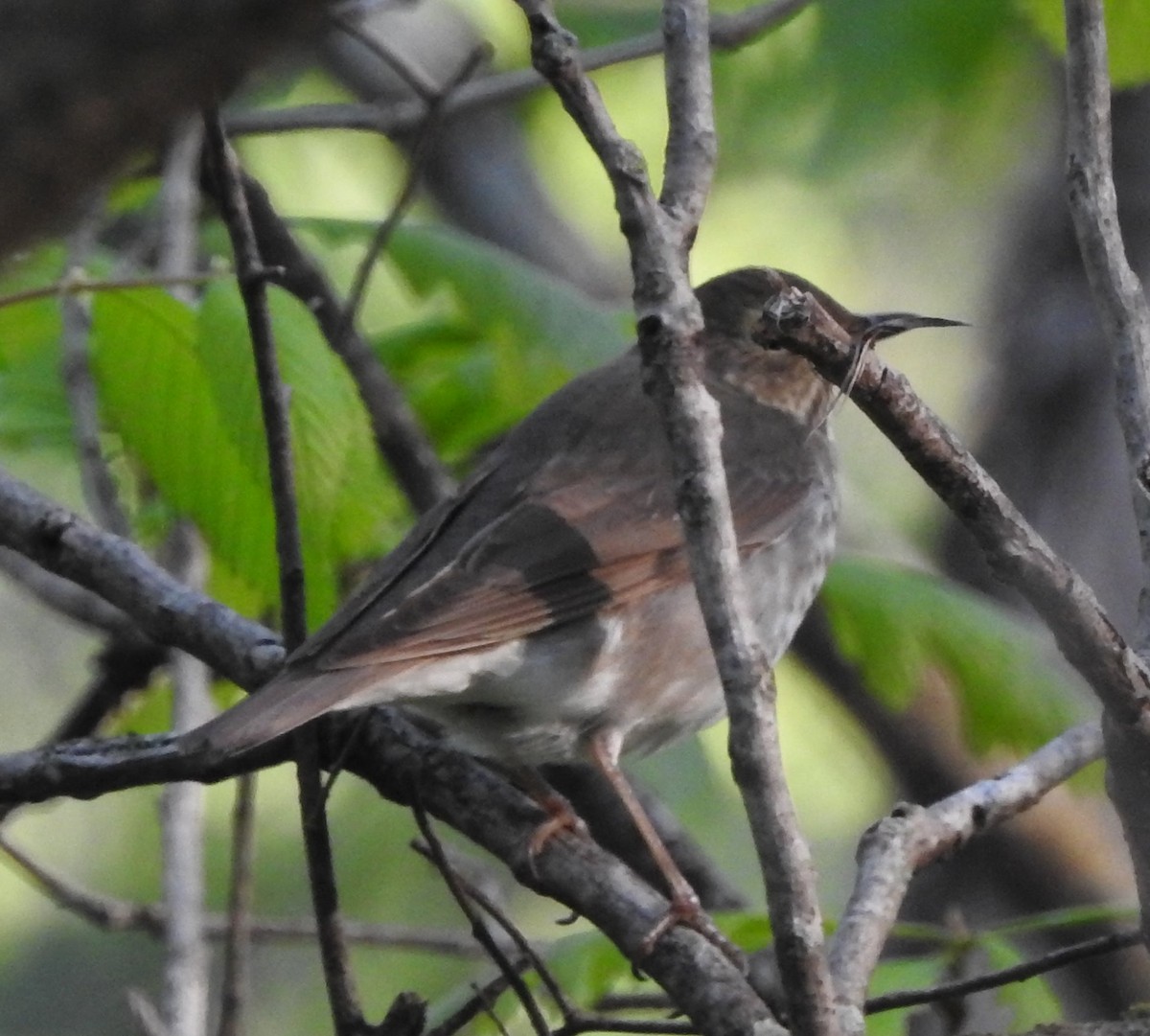 Swainson's Thrush - ML228970061