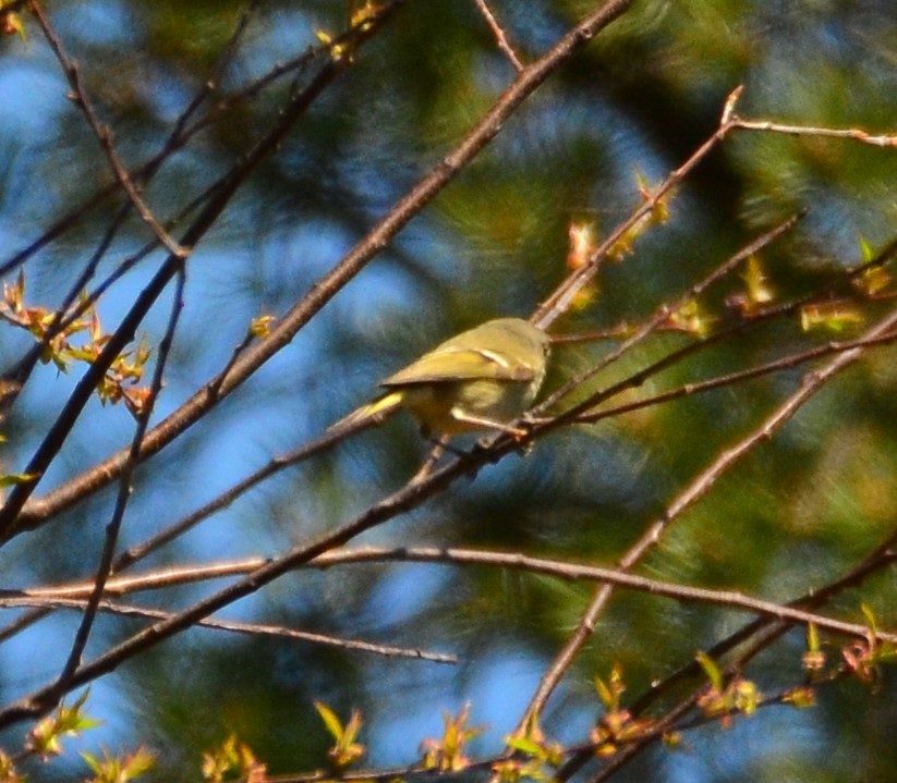 Ruby-crowned Kinglet - ML228970081