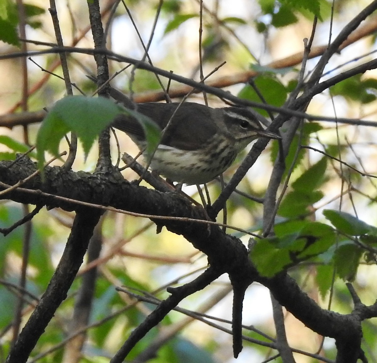 Louisiana Waterthrush - ML228970391