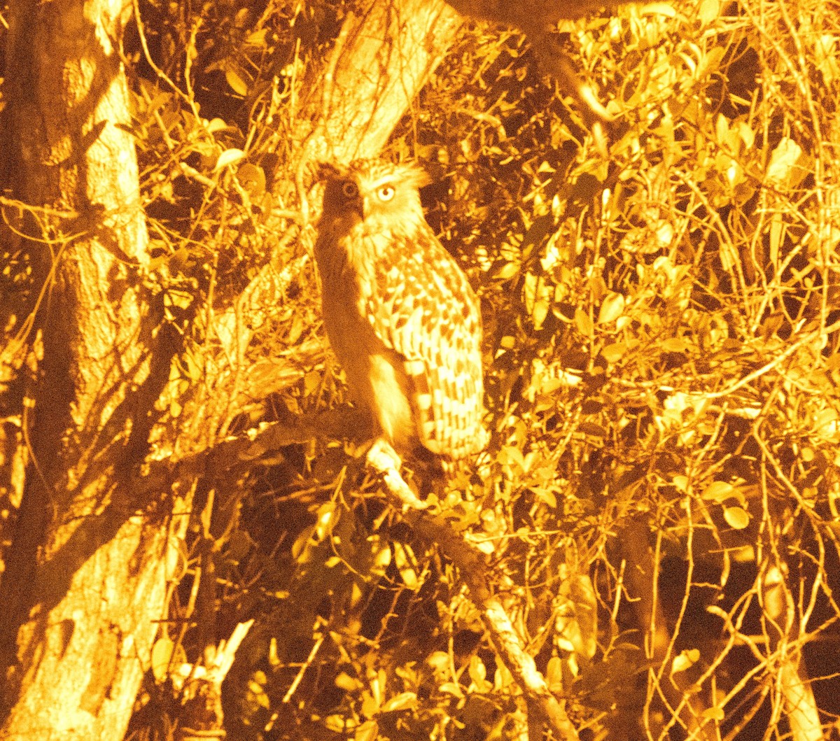 Buffy Fish-Owl - ML228970511